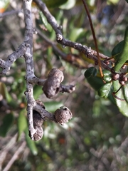 Disholcaspis quercusvirens