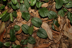 Hackelia latifolia