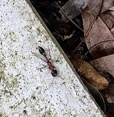 Tetraponera rufonigra