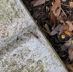 Tetraponera rufonigra