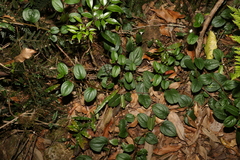 Hackelia latifolia