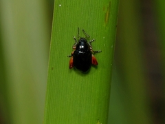 Arsipoda holomelaena