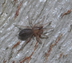 Scotophaeus scutulatus