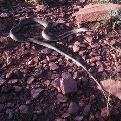Psammophis brevirostris
