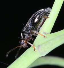 Psylliodes chrysocephala