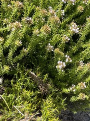 Disparago ericoides
