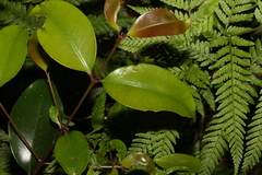 Syzygium crebrinerve