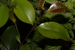 Syzygium crebrinerve