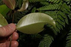 Syzygium crebrinerve
