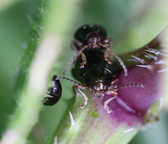 Psylliodes chrysocephala