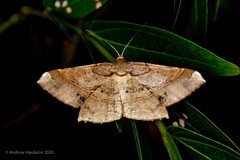 Krananda latimarginaria