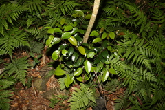 Syzygium crebrinerve