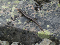 Oligosoma