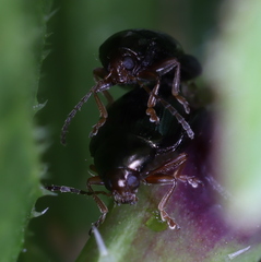 Psylliodes chrysocephala