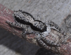 Menemerus taeniatus