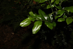 Dysoxylum fraserianum