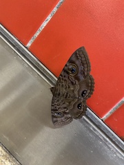Speiredonia spectans