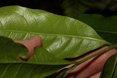 Dysoxylum fraserianum