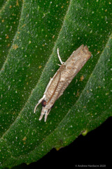 Culladia hastiferalis