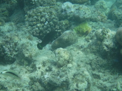 Halichoeres marginatus