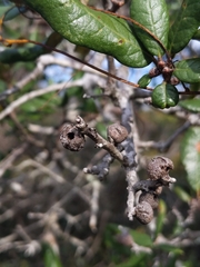 Disholcaspis quercusvirens