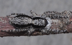 Menemerus taeniatus