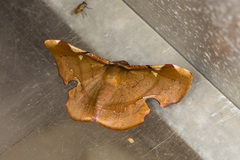 Fascellina chromataria