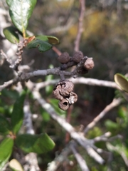 Disholcaspis quercusvirens