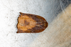 Homona tabescens