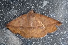 Ugia purpurea