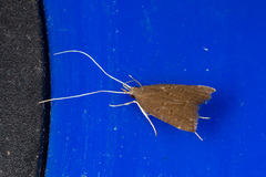 Torodora gemella