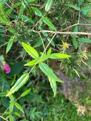 Rubus schmidelioides