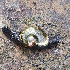 Helicarion cuvieri