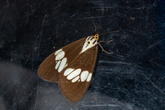 Nyctemera lacticinia