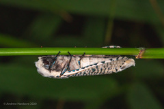 Polyphagozerra coffeae