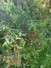 Rubus schmidelioides