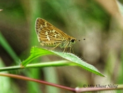Taractrocera maevius