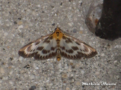Anania hortulata