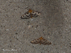 Anania hortulata