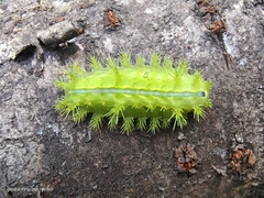 Quasithosea obliquistriga