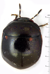 Plataspidae