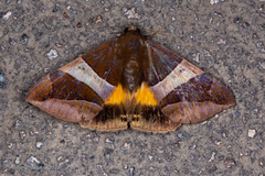Bastilla