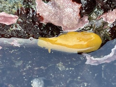 Baptodoris mimetica