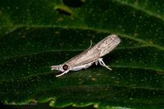Culladia hastiferalis