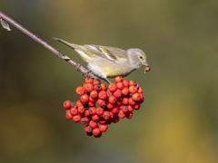 Carduelis citrinella