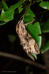 Psilogramma discistriga