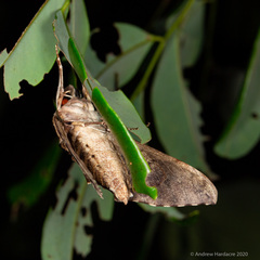 Psilogramma discistriga