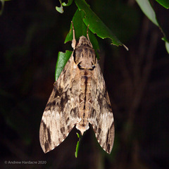 Psilogramma discistriga