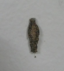 Tineinae
