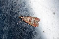 Syntonarcha iriastis